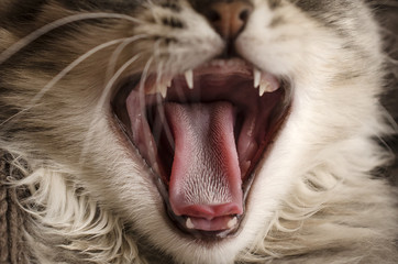 Obraz premium tongue of a cat, close-up, macro
