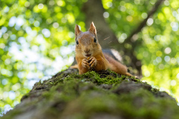 squirrel on a tree