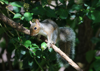 Close up of an inquisitive Grey Squirrel on a branch