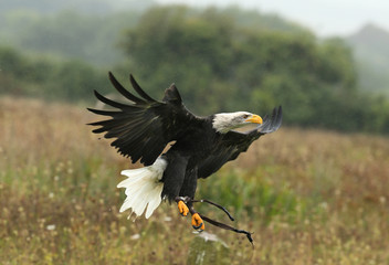 Close up of a Bald Eagle in flight in the rain
