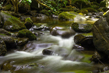 Naklejka na ściany i meble Water flow in the green forest