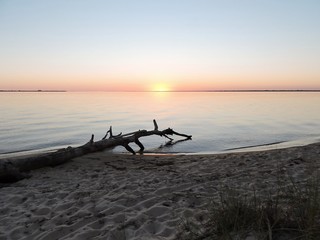 driftwood on beach at sunset