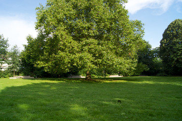 Park mit alten Bäumen