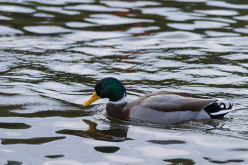 Stockenten im Herbst