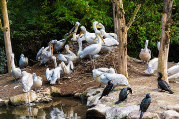 Eiland met pelikanen