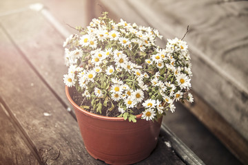 Beautiful white daisies