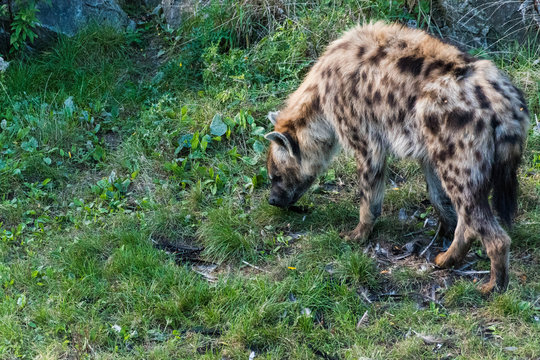 hyena