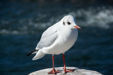 Nahaufnahme einer Möwe