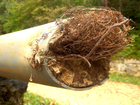 Blocked drainage pipe caused by ingress of tree roots 