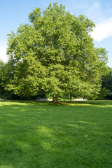 Obraz premium Park mit alten Bäumen
