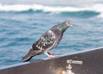 Colorful Interesting Pigeon