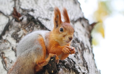 Naklejka na ściany i meble Squirrel sitting in the tree and eating nut