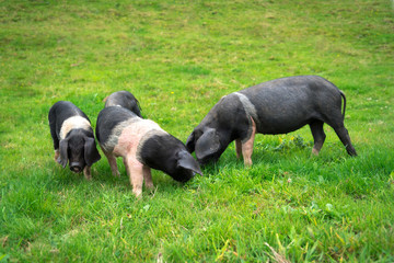 Little pigs on a pasture in the green grass