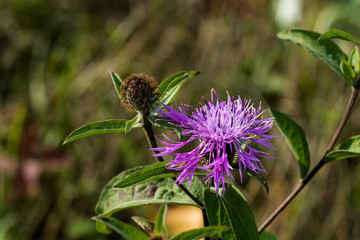 One interesting purple autumn flower