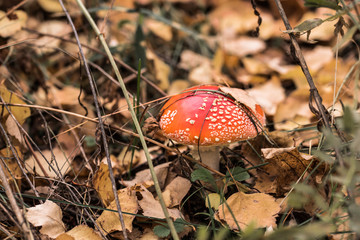 Single fly agaric in fallen yellow leaves of silver birch in autumn forest 