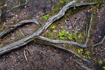 root of tree texture