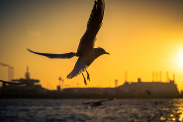 Möwe