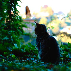 junge Bengalkatze