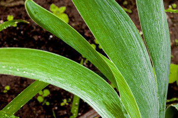 Fototapeta premium Close up of Rain Covered Bearded Iris Leaves