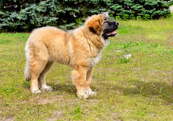 Caucasian Shepherd Dog puppy looks. The Caucasian Shepherd Dog puppy stands in the park.