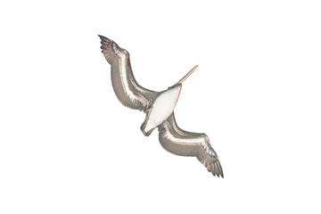 Pelican Flying Isolated