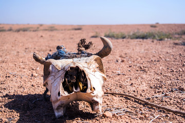 Cranio  nel deserto