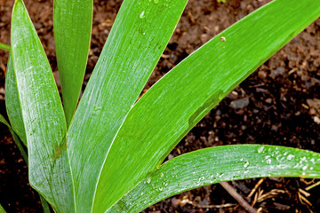 Close up of Rain Covered Bearded Iris Leaves