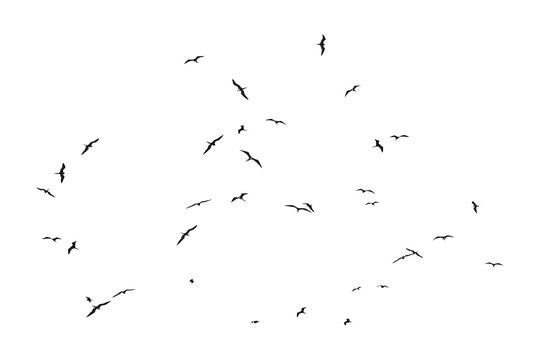 Group of Birds Silhouettes Flying Isolated