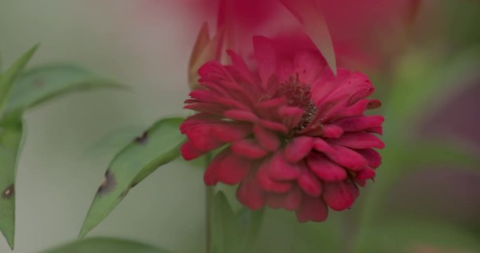 Detail of Zinnia flower growing in a floral garden, shallow focus.