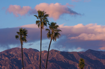 Fototapeta na wymiar Vibrant nature background during a rare crisp, breezy afternoon in Pasadena, California. The image shows palm trees, and the San Gabriel Mountains and pink clouds in the background.