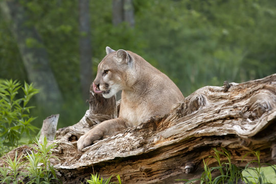 Mountain Lion Resting