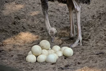 Photo sur Plexiglas Autruche Vogelstrauß beobachtet Eier im Nest 