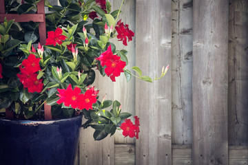 red adenium growing in a garden