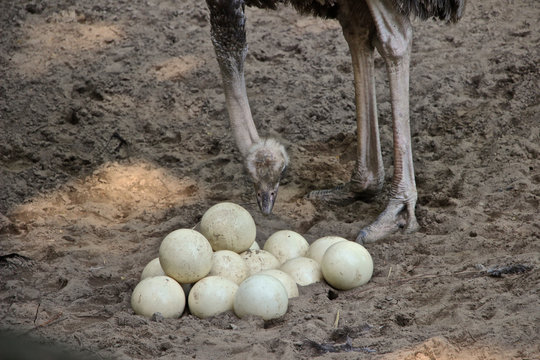 Vogelstrauß beobachtet Eier im Nest 