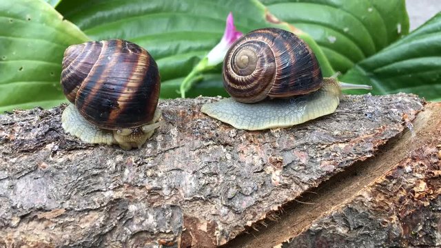 two snail crawling on a tree trunk, timelapse
