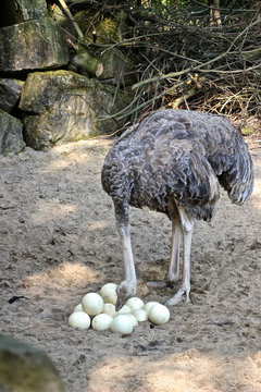 Weiblicher Vogelstrauß steht vor dem Nest mit Eiern 
