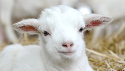 Lamm