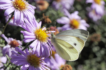 White butterfly sitting on purple flowers