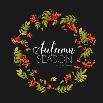 Autumn Rowan Berry Background. Floral Banner Design in Vector