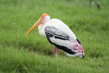 Painted Stork (Mycteria leucocephala)