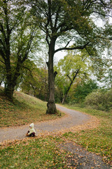 Little girl in the autumn park.  pathway