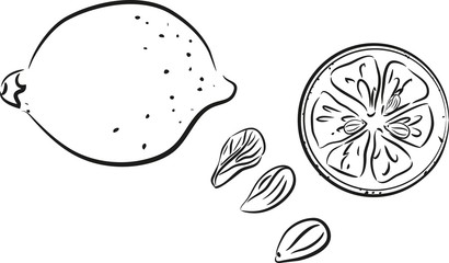 Sketch of lemon, lemon slice and lemon seeds