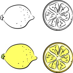 Sketch of lemon and lemon slice 	