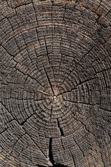 Fototapeta premium Old wood cut