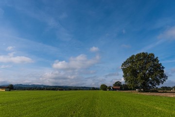Grünes Feld mit Baum, Himmel, Wolken
