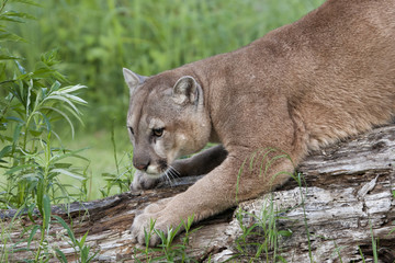 Puma Sharpening its Claws