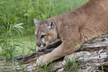 Selbstklebende Fototapete Puma Puma schärft seine Krallen
