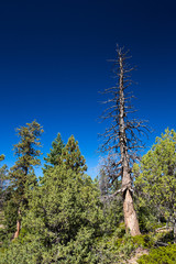 Bryce Canyon National Park, USA.