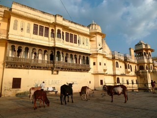 Vaches à Udaïpur (Inde)