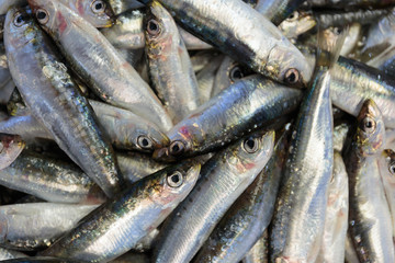 Raw sea fish on the counter in the store